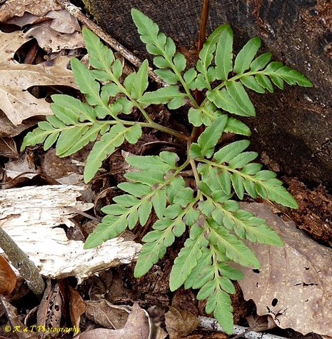 {Sceptridium biternatum}